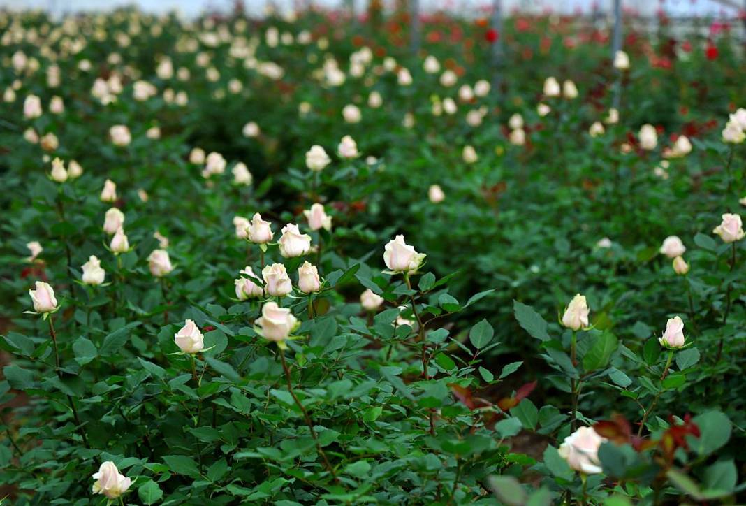 Hasat başladı, ithalat fiyatı düşürdü: Tanesi 30 TL! Özel günlerde kapış kapış satılıyor 5